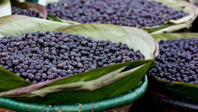 Photo of Pesquisadores canadenses testam açaí como tratamento contra Covid-19