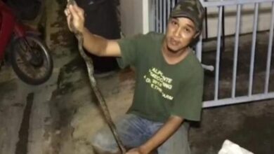 Photo of Jovem tem o pênis picado por uma cobra ao sentar em vaso sanitário
