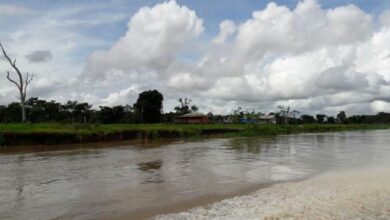 Photo of Agropecuária ocupa considerável extensão de terra no bioma Amazônia