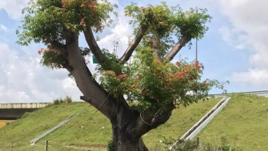 Photo of Folhagem nova mostra que transplante de samaumeiras da rodovia BR-316 é um sucesso