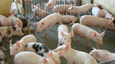 Photo of Brasil suspende importações de carne suína da Alemanha após notificação de peste