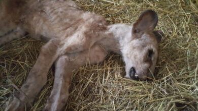 Photo of Animais famintos e mortos: o trágico fim do “zoo dos tigres” na Argentina