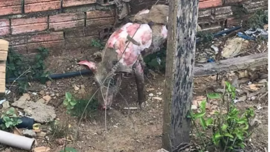 Photo of Goianésia do Pará: Incêndio em vegetação atinge casas e animais são queimados