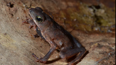 Photo of Descoberta nova espécie de sapo no Pará