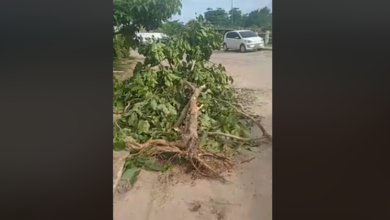 Photo of Moradores da Terra Firme protestam contra derrubadas de árvores pelo governo do PA