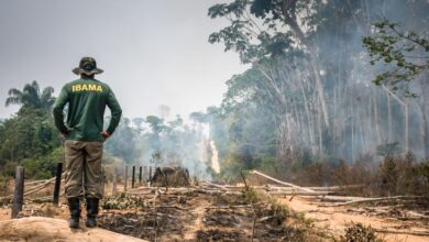 Photo of Pará tem 8 das 10 unidades de conservação mais desmatadas da Amazônia