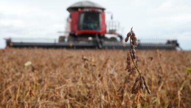 Photo of Igarapé-Miri e Paragominas lideram produção agrícola no Pará