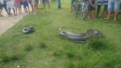 Photo of Duas sucuris são resgatadas no Portal da Amazônia