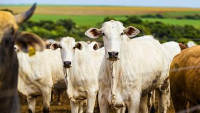 Photo of Pará passa Mato Grosso do Sul e já tem 4º maior rebanho bovino do país