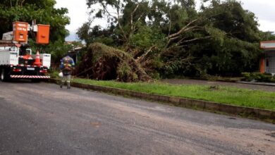 Photo of Chuva arranca árvore e deixa parte do conjunto Médice II na Marambaia sem energia