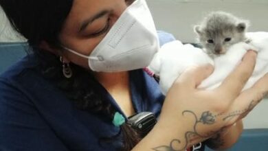 Photo of Igreja queimada por terroristas de extrema esquerda tinha berçário de gatinhos e o número de mortes dos animais é indeterminado