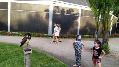 Photo of Coruja ‘Olívia’ é a mais nova atração do Parque Zoobotânico Mangal das Garças