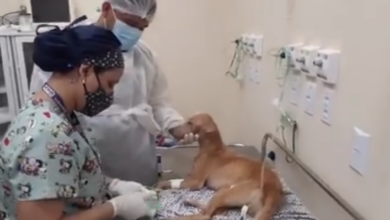 Photo of Em primeiro dia de funcionamento,110 animais foram atendidos em hospital veterinário de Belém