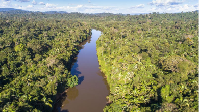 Photo of Parceria vai desenvolver Inteligência Artificial na proteção da Amazônia