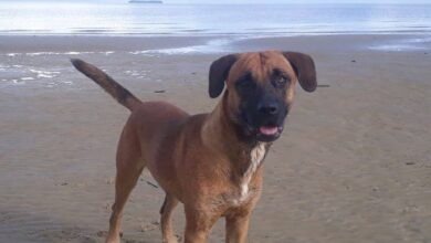 Photo of “Scoob” desaparece no Distrito de Outeiro. Família está desesperada