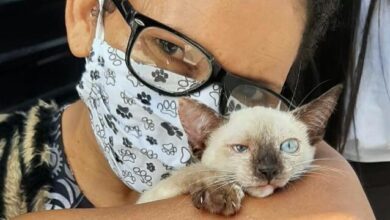 Photo of Hospital dedicado exclusivamente a cães e gatos entrou em funcionamento em Belém