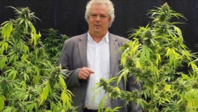 Photo of Candidato do PSOL grava campanha política ao lado de pés de maconha. Veja vídeo