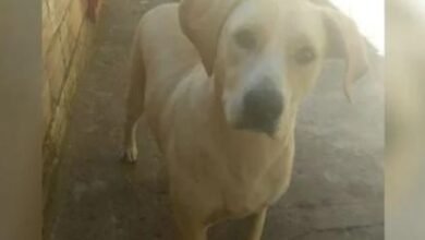 Photo of Candidato a vereador estupra cadela