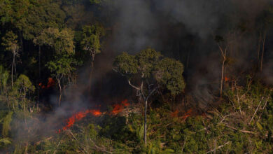 Photo of Pará representa metade do desmatamento da Amazônia, mostra Inpe