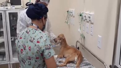 Photo of Hospital Veterinário de Belém recebe animais de famílias de baixa renda para atendimento humanizado