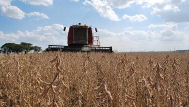 Photo of Soja e arroz empurram produção agrícola do Pará, mostra pesquisa