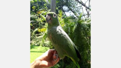 Photo of Papagaio ‘Guacamole’ é a mais nova atração do Mangal das Garças