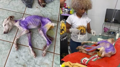 Photo of ​Morre cachorra resgatada com graves ferimentos em Itaituba