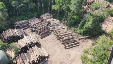 Photo of PF realiza maior apreensão de madeira ilegal da história na divisa entre Pará e Amazonas