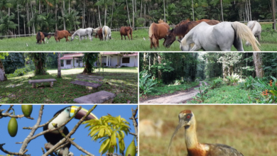 Photo of Você sabia? Belém tem um Haras campeão nacional
