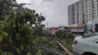 Photo of Chuva derruba oito árvores em Belém na tarde desta quarta-feira