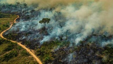 Photo of Pará completa 15 anos como líder em queimadas e desmatamento