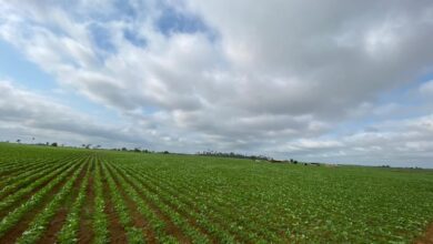 Photo of Plantio da soja avança no Pará com expectativa de 8% a mais nos hectares cultivados