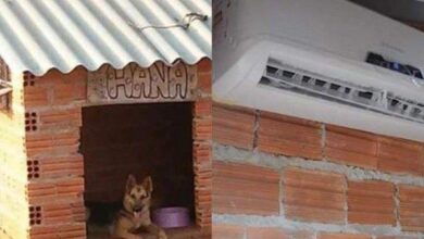 Photo of Casinha de cachorro com ar condicionado viraliza nas redes sociais