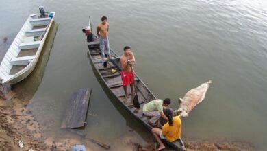 Photo of Boto tucuxi entra para lista internacional de espécies ameaçadas