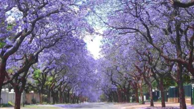 Photo of Paragominas: Município cria projeto “Rota das Flores”
