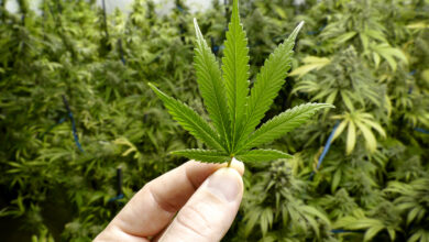 Photo of ONU aprova retirada da maconha de lista de drogas mais perigosas