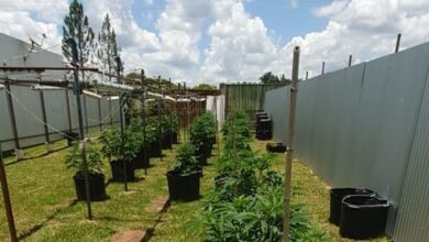 Photo of Delegado preso em Brasília produzia maconha ‘em escala industrial’, diz Polícia Civil