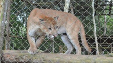 Photo of Onça foge de zoológico e está perdida no Pará
