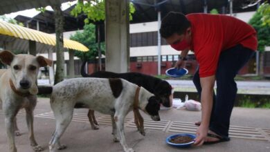 Photo of UFPA divulga comunicado proibindo a assistência médica e alimentação de animais