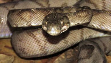Photo of Serpente semelhante com a jararaca é encontrada no Parque do Utinga
