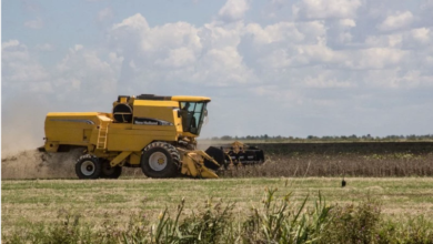 Photo of Safra do Pará tem crescimento estimado em 2,5% em 2020