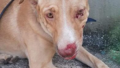 Photo of Cachorro atropelado precisa encontrar seus tutores