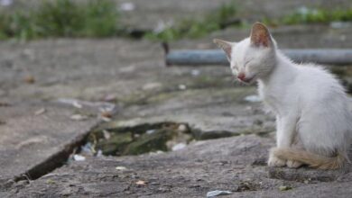 Photo of Onze cães e gatos são encontrados mortos dentro de apartamento