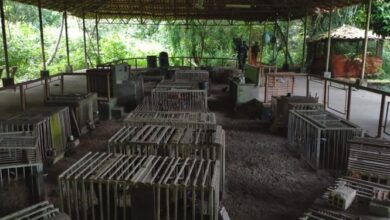 Photo of Quase 60 galos usados em rinha são apreendidos em Ananindeua