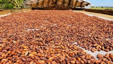 Photo of Pará é líder nacional na produção de mandioca e de cacau