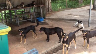 Photo of Novo diretor da Companhia das Docas do Pará expulsa oito cães que viviam no  Terminal de Miramar