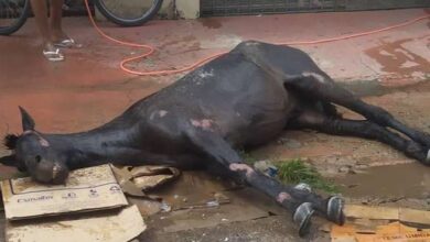 Photo of Cavalo morre após ser espancado e abandonado no meio da rua pelo suposto proprietário
