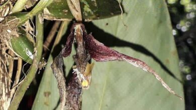 Photo of Nova espécie de orquídea é encontrada pela primeira vez no Parque do Utinga