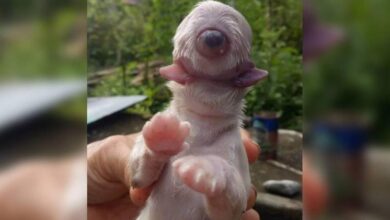 Photo of Cachorro nasce com um olho:”ciclope”