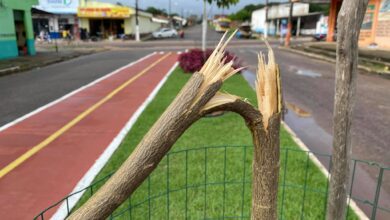 Photo of Vândalos destroem Ipê roxo em avenida de Curuçá